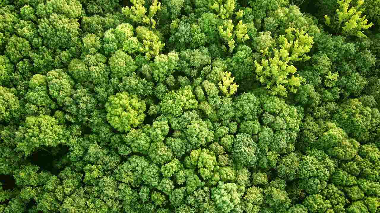 Reforest an area the size of the US to help avert complete climate breakdown Reforest an area the size of the US to help avert complete climate breakdown