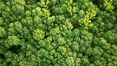Reforest an area the size of the US to help avert complete climate breakdown