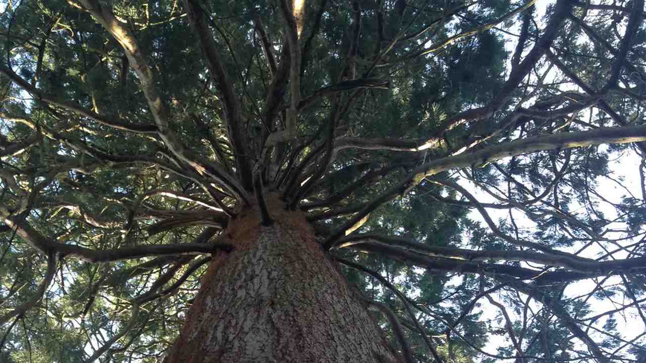 Trees absorb CO₂ from the air and store the carbon as bark and other tissue. Mark Maslin, Author provided