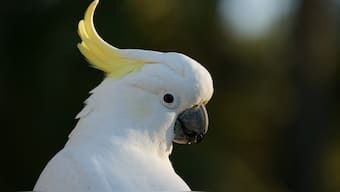 Birds like cockatoos, parrots can groove to the beat just as well as humans can