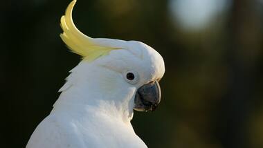 Birds like cockatoos, parrots can groove to the beat just as well as humans can
