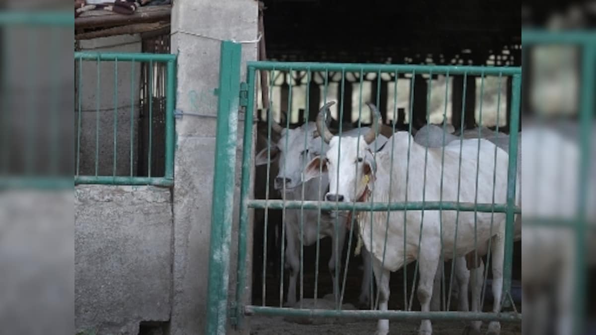 45 cows seized from smugglers die of hyperthermia in Tripura shelter after being kept in open space during rains