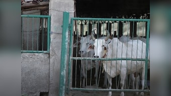 45 cows seized from smugglers die of hyperthermia in Tripura shelter after being kept in open space during rains