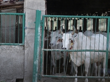 45 cows seized from smugglers die of hyperthermia in Tripura shelter after being kept in open space during rains 45 cows seized from smugglers die of hyperthermia in Tripura shelter after being kept in open space during rains