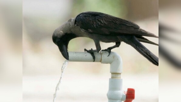 The intelligent crow: Like in Aesop's famous fable, bird understands basic cause-effect relations, show studies