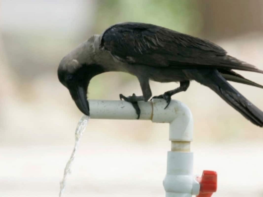 The intelligent crow: Like in Aesop's famous fable, bird understands basic  cause-effect relations, show studies-India News , Firstpost