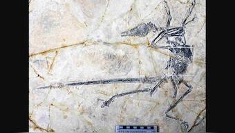 Researchers have found whole lizard in the stomach of a new dinosaur species