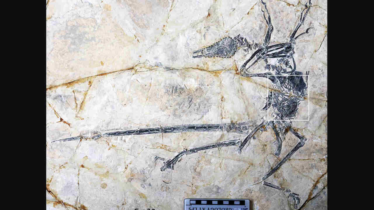 Researchers have found whole lizard in the stomach of a new dinosaur species Researchers have found whole lizard in the stomach of a new dinosaur species