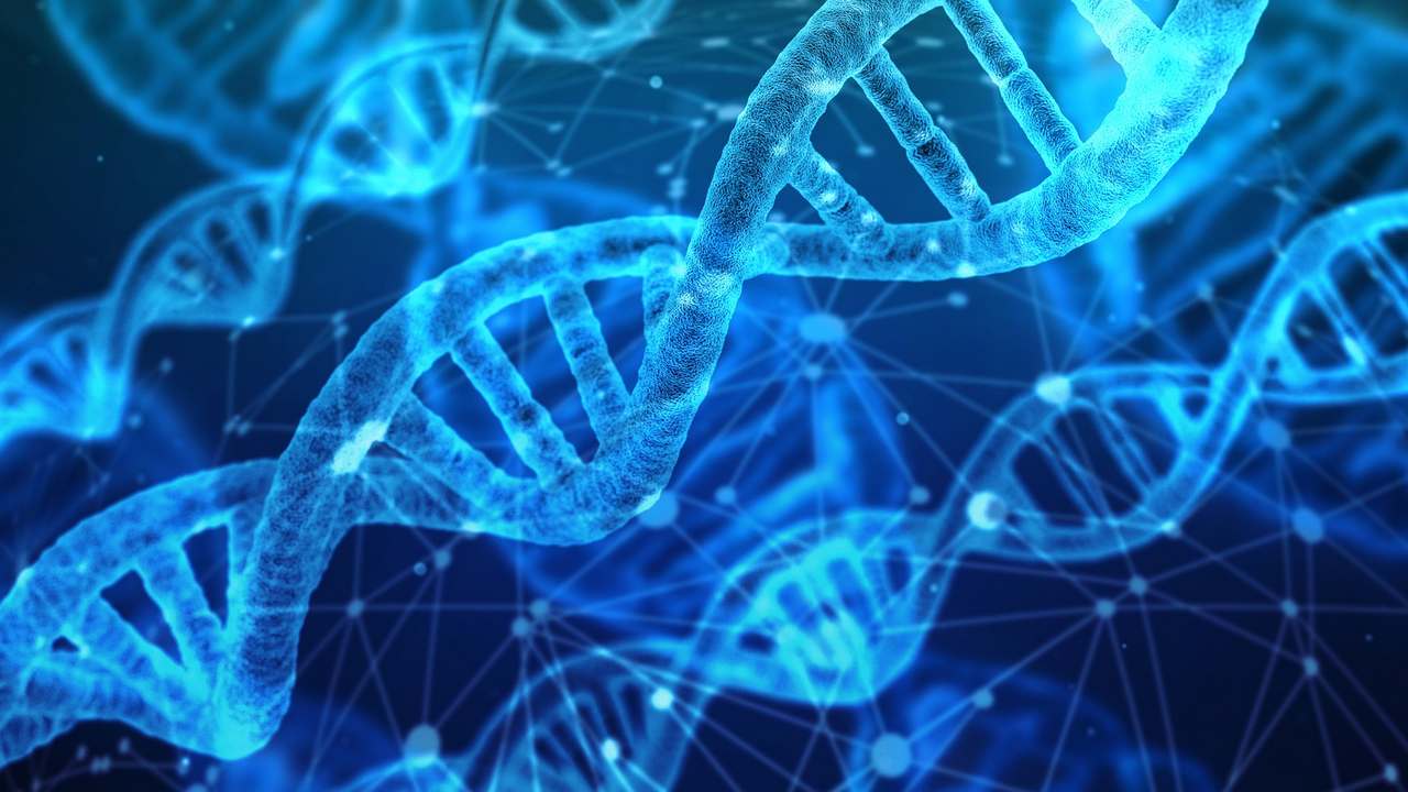 Polygenic risk scores currently account for only a small proportion of your total genetic risk. Image credit: Pixabay 
