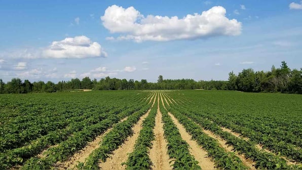 Urbanization, changing cropping patterns contributing to temperature rise: study