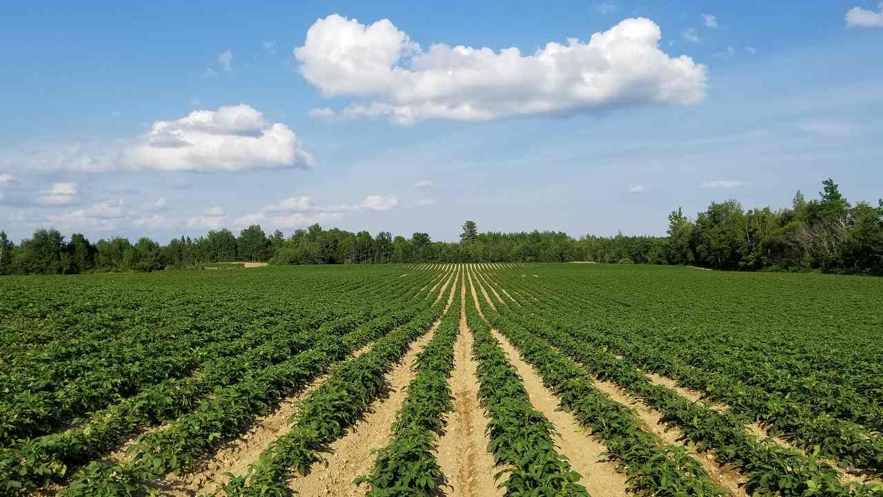 Urbanization Changing Cropping Patterns Contributing To Temperature 