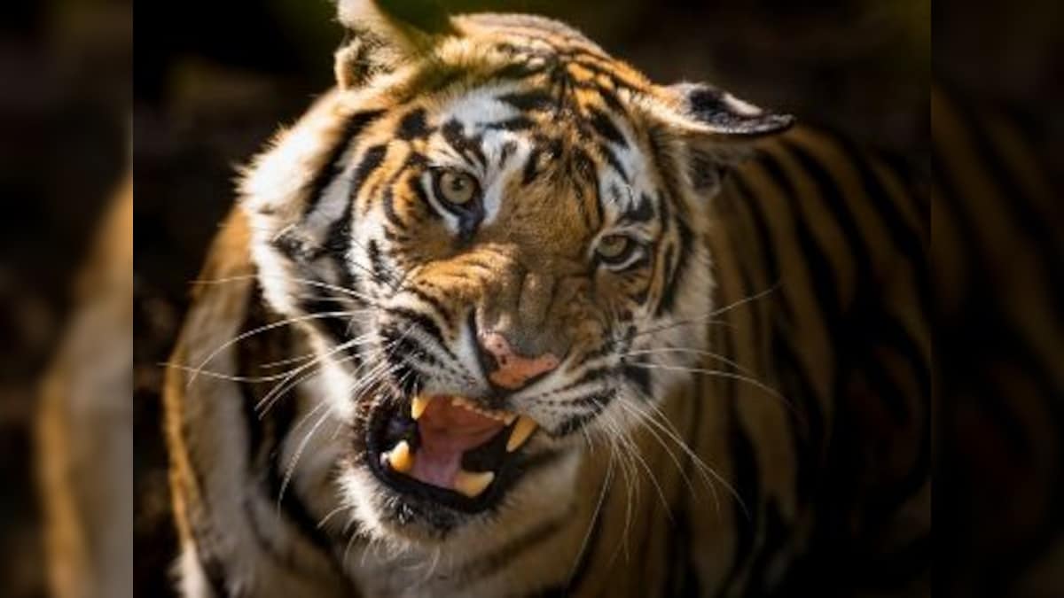 International Tiger Day: India's rising tiger numbers commendable, but many challenges lie ahead