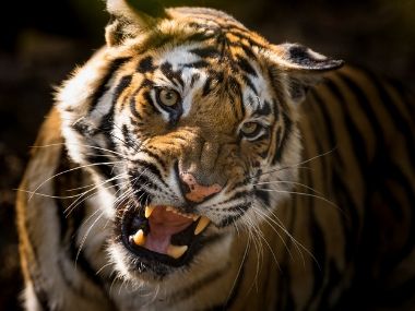 International Tiger Day: India's rising tiger numbers commendable, but many challenges lie ahead International Tiger Day: India's rising tiger numbers commendable, but many challenges lie ahead