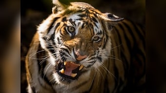 International Tiger Day: India's rising tiger numbers commendable, but many challenges lie ahead