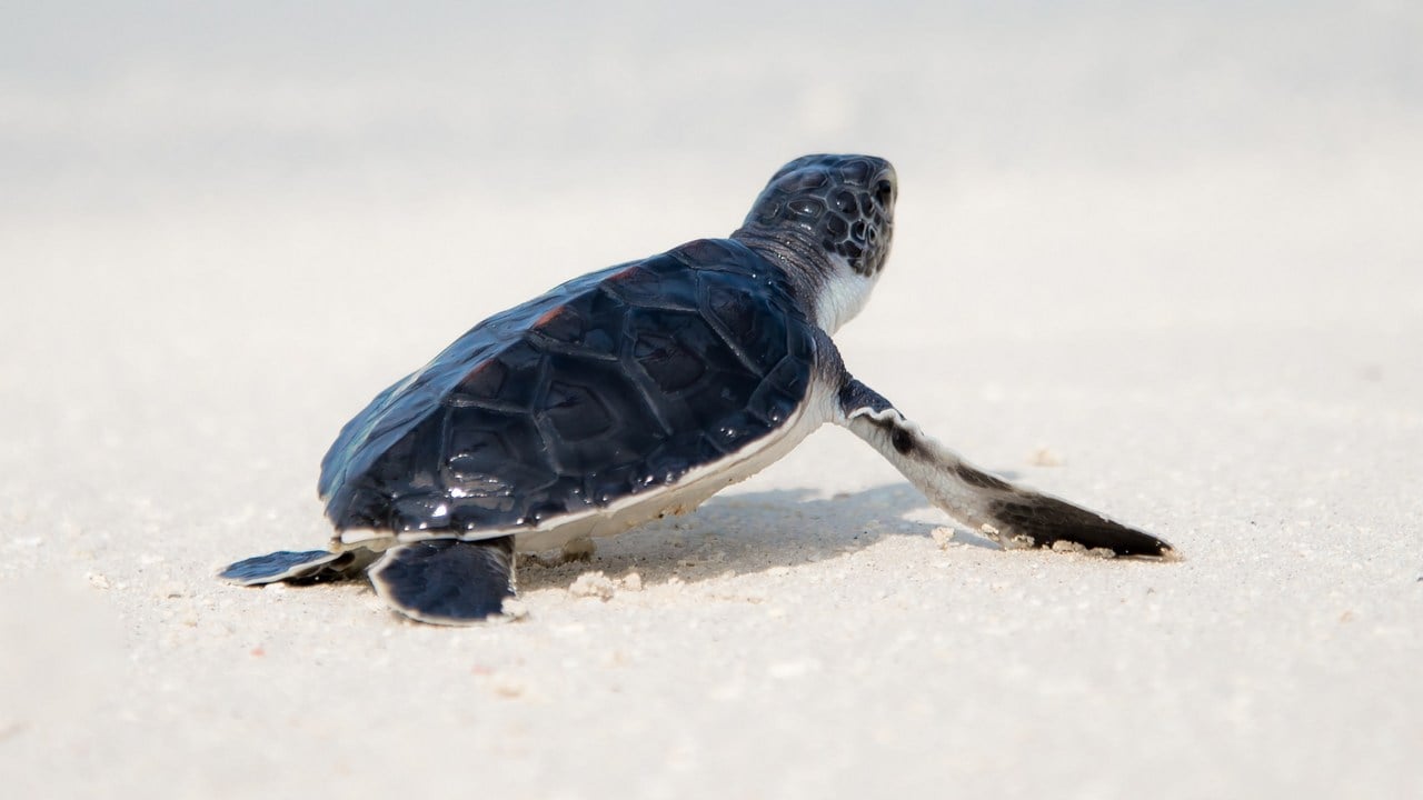 A baby sea turtle on the sea shore. Image credit; Unsplash/Jcob Nasyr