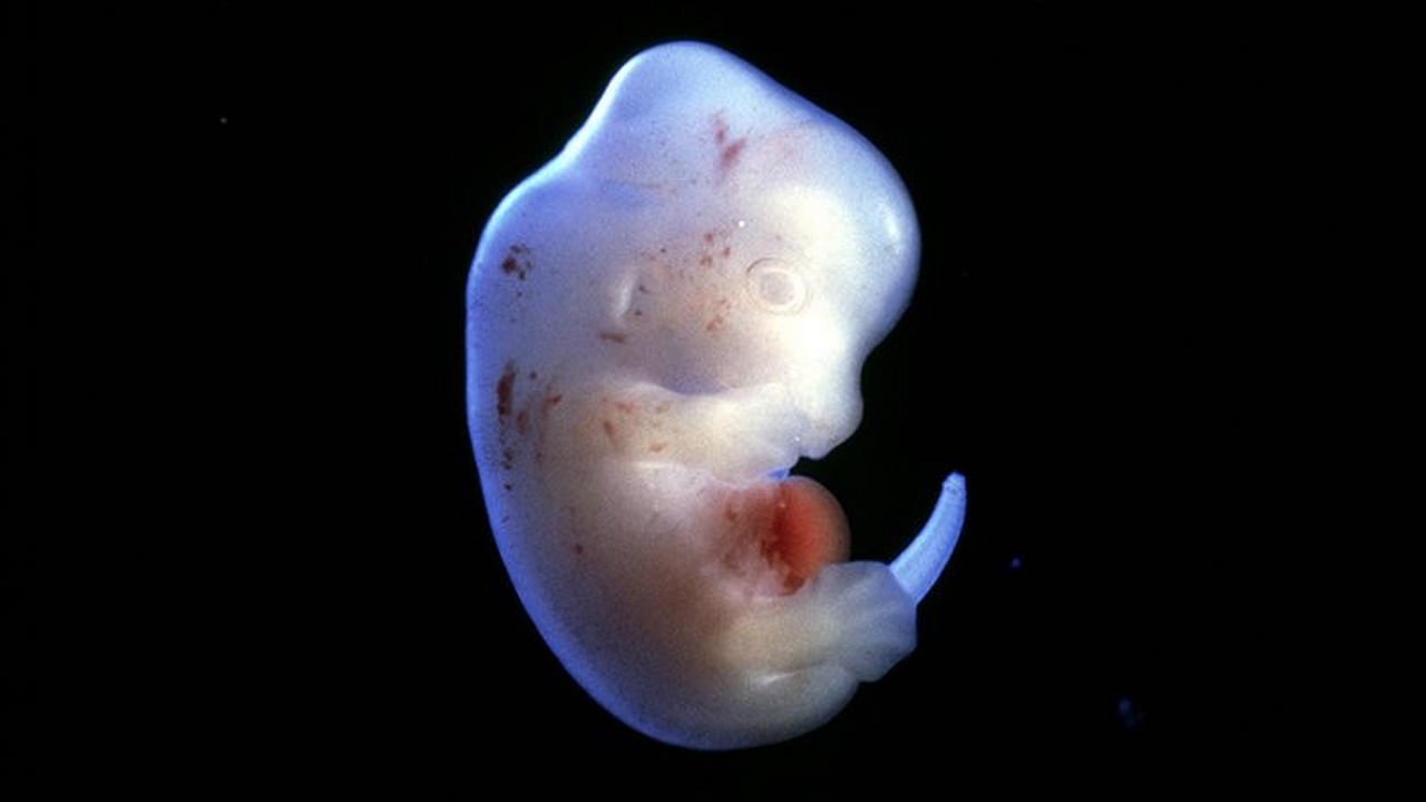 A Japanese scientist plans to insert human cells into rat embryos. Credit: Nature/Science Pictures ltd/SPL