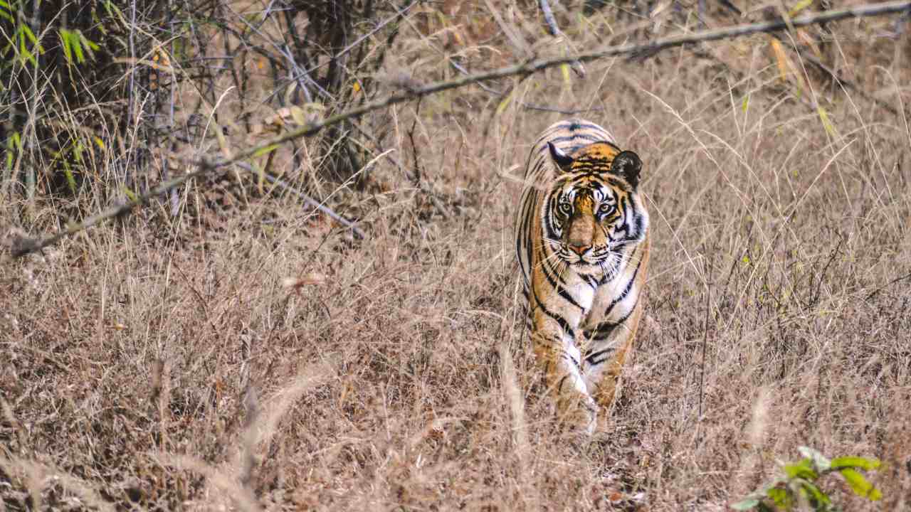 Wildlife Week 2019: India's tiger census points to an urgent need for peaceful ecosystems where humans, tigers coexist Wildlife Week 2019: India's tiger census points to an urgent need for peaceful ecosystems where humans, tigers coexist