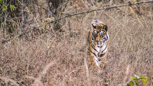 Wildlife Week 2019: India's tiger census points to an urgent need for peaceful ecosystems where humans, tigers coexist