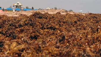 Largest seaweed bloom yet stretches 8,850 km from West Africa to Gulf of Mexico