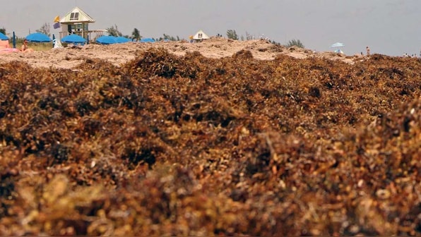 Largest seaweed bloom yet stretches 8,850 km from West Africa to Gulf of Mexico