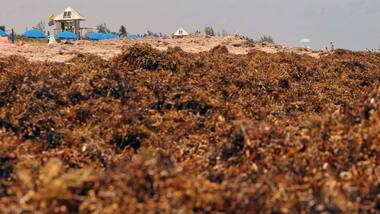Largest seaweed bloom yet stretches 8,850 km from West Africa to Gulf of Mexico