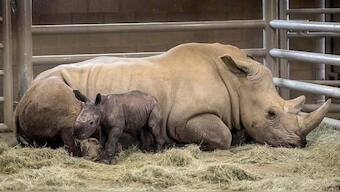 First southern white rhino born of artificial insemination, could help save species
