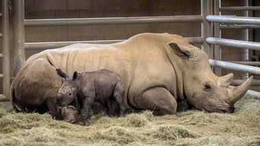 First southern white rhino born of artificial insemination, could help save species