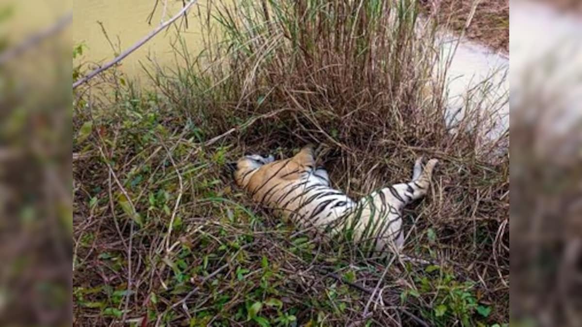 Tigress, two cubs found dead near Tadoba-Andhari Tiger Reserve; farmer confesses to poisoning big cats, taken to custody