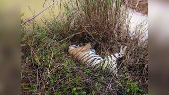 Tigress, two cubs found dead near Tadoba-Andhari Tiger Reserve; farmer confesses to poisoning big cats, taken to custody