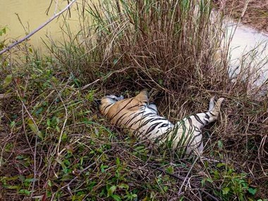 Tigress, two cubs found dead near Tadoba-Andhari Tiger Reserve; farmer confesses to poisoning big cats, taken to custody Tigress, two cubs found dead near Tadoba-Andhari Tiger Reserve; farmer confesses to poisoning big cats, taken to custody