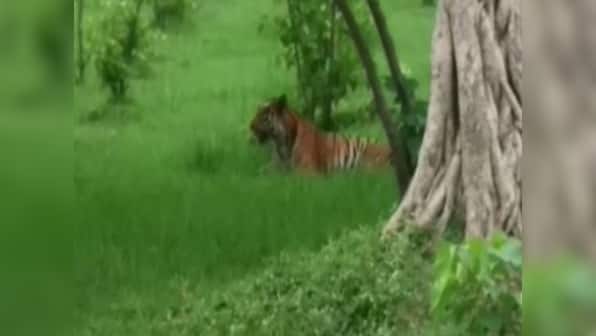 Tigress beaten to death in Uttar Pradesh's Pilibhit for attacking villagers; 43 people booked