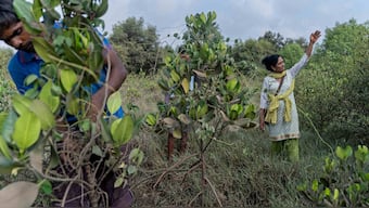 Fifty-six-year-old Seema Adgaonkar guards Mumbai’s defense against climate change