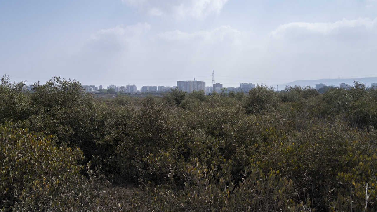 The total cover of mangroves in Mumbai is 66 square km according to Forest Survey of India’s 2017 report. These vital coastal ecosystems are squeezed between a rising sea level and coastal development projects. Image credit: Kartik Chandramouli/Mongabay.