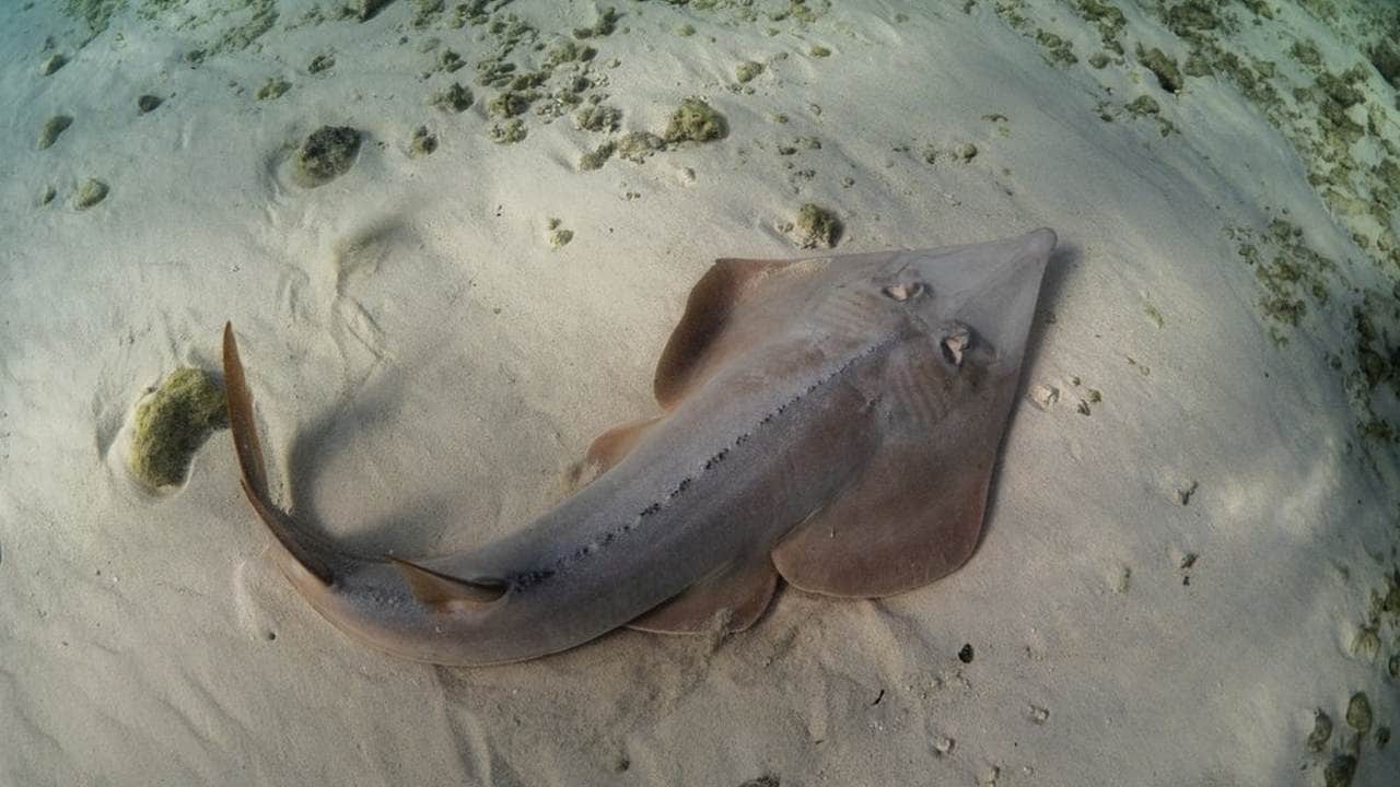 The giant guitarfish sharks is one of the species that CITES wants to protect. image credit: The AP