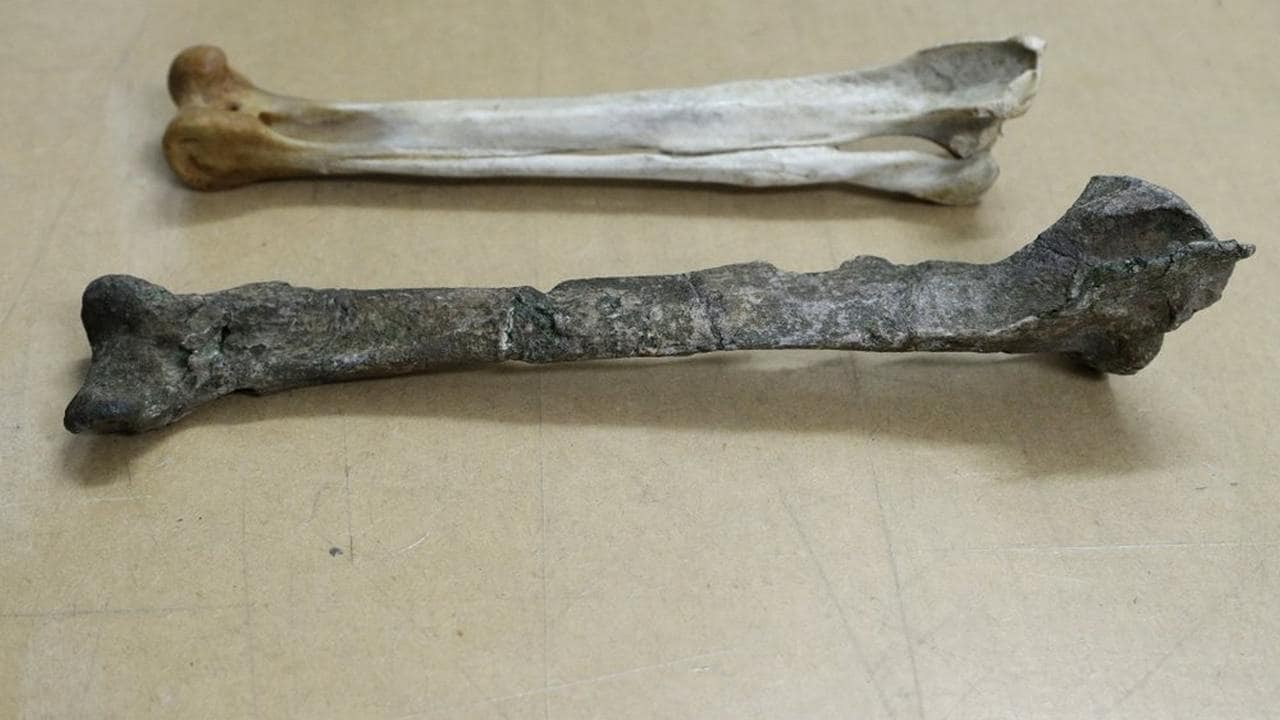The fossil, a tibiotarsus, bottom, is displayed next to a similar bone for an Emperor Penguin in Christchurch, New Zealand, Wednesday, Aug. 14, 2019. Scientists in New Zealand say they've found fossilized bones from an extinct monster penguin that was about the size of a human and swam the oceans some 60 million years ago. (AP Photo/Mark Baker)