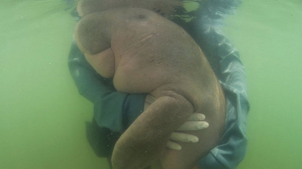 an official of the Department of Marine and Coastal Resources, hugs Marium, baby dugong lost from her mom Libong island. Image credit: AP
