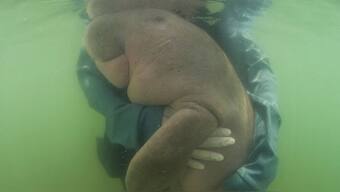 Thailand's famous female dugong baby dies from shock after eating plastic