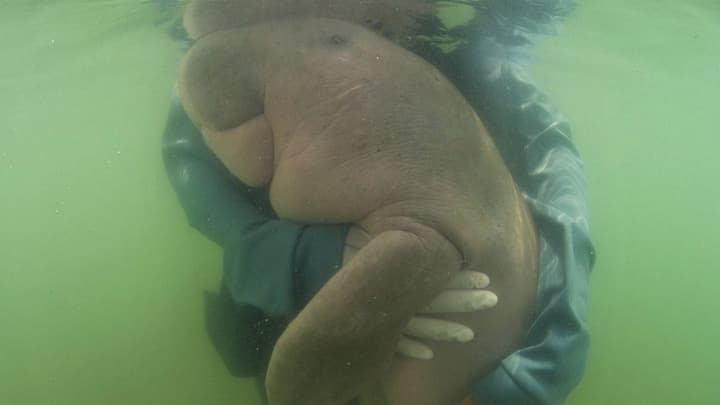 Thailand's famous female dugong baby dies from shock after eating plastic
