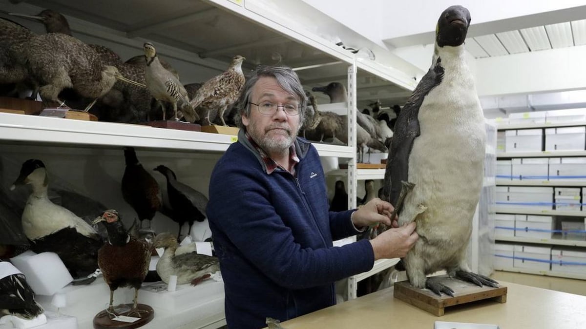 Monster penguins swam in New Zealand oceans 60 million years ago, say scientists