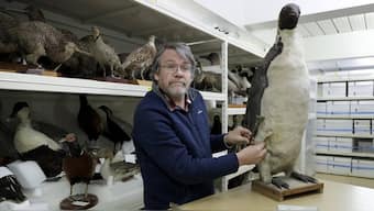 Monster penguins swam in New Zealand oceans 60 million years ago, say scientists