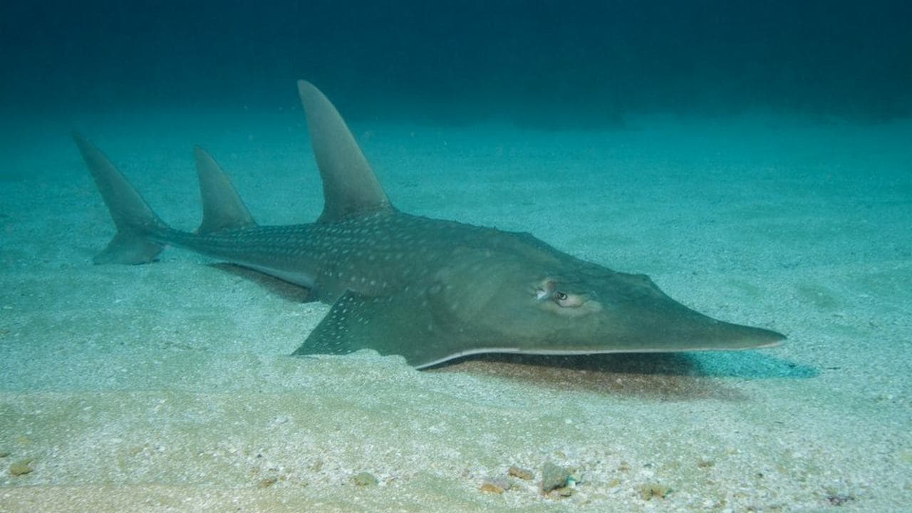 An image of a the wedgefish taken on the Protea Banks, just off the KwaZulu Natal Province, in South Africa. image credit: The Associated Press