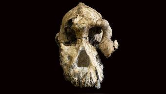 Early adult male skull found in Ethiopia alters understanding of human evolution