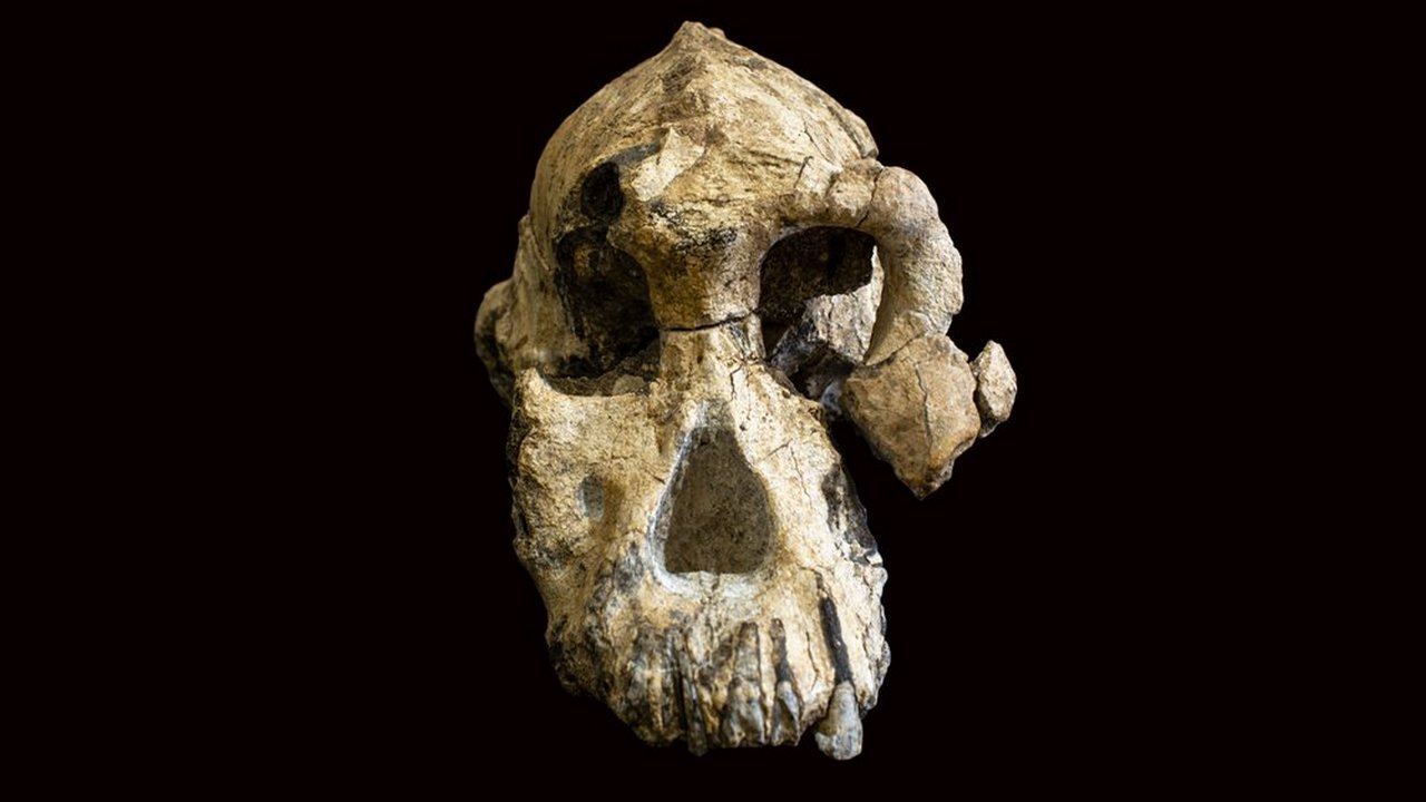 Early adult male skull found in Ethiopia alters understanding of human evolution Early adult male skull found in Ethiopia alters understanding of human evolution