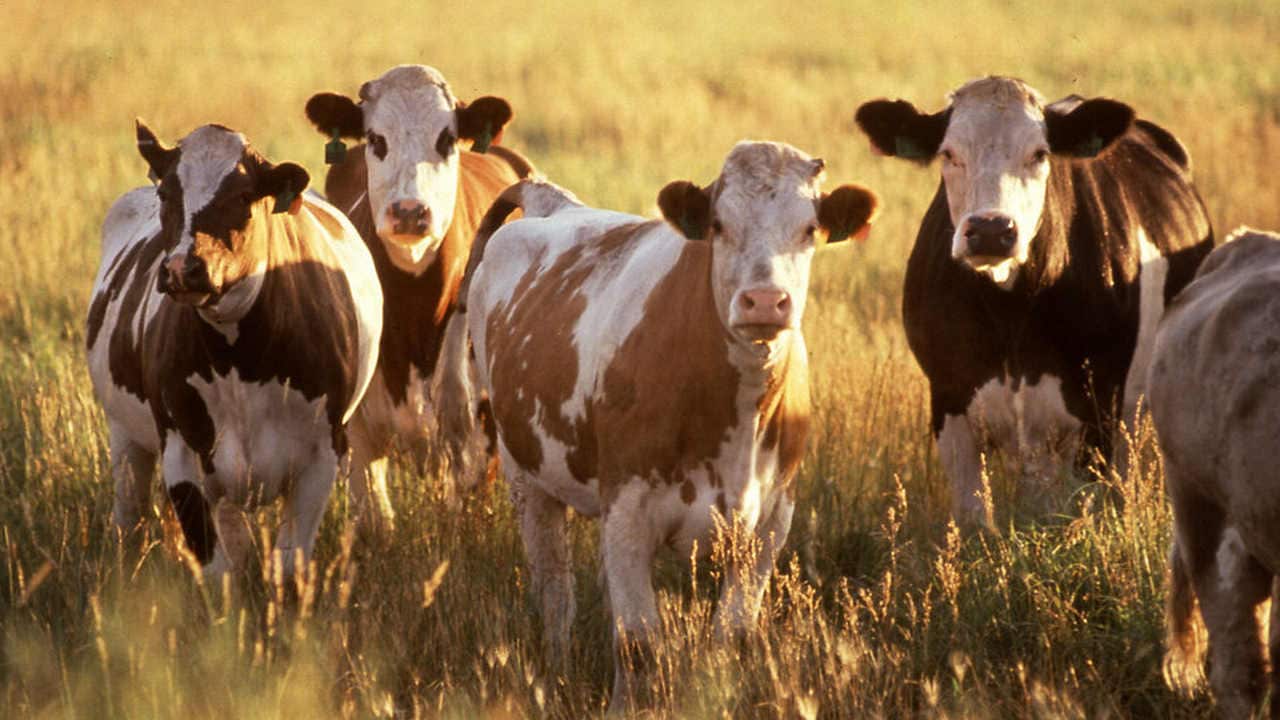 beef requires 20 times more land and emits 20 times more greenhouse gases per unit of edible protein.