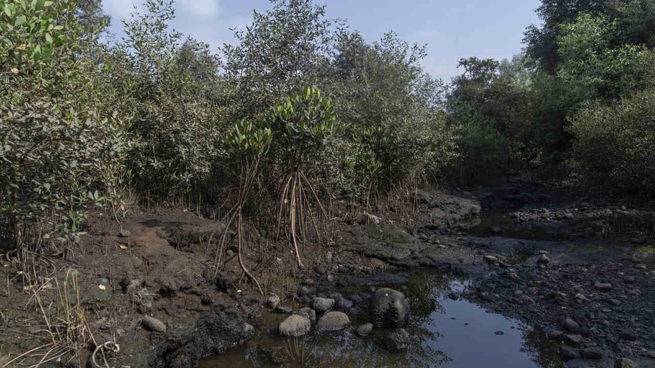 Mangroves form natural barriers against sea level rise and coastal flooding. They also act as nurseries for fishes and support livelihoods. Image credit: Kartik Chandramouli/Mongabay.