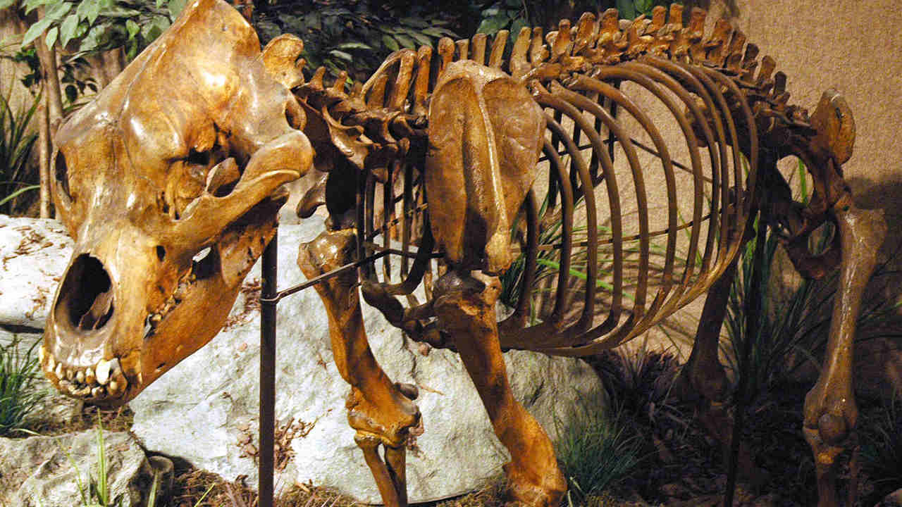 The skeleton of the Ursus spelaeus cave bear. Image credit: wikimedia commons/James St. John