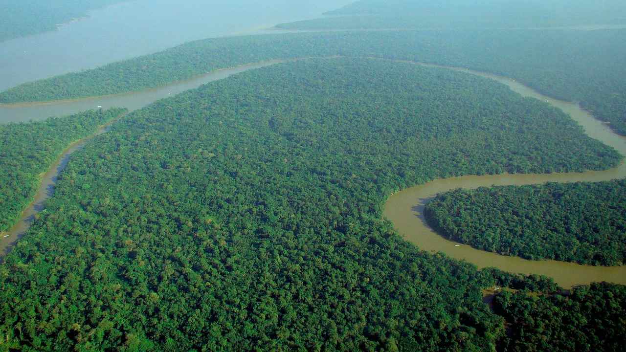 World Rainforest Day 2022: History, significance and all you need to know World Rainforest Day 2022: History, significance and all you need to know