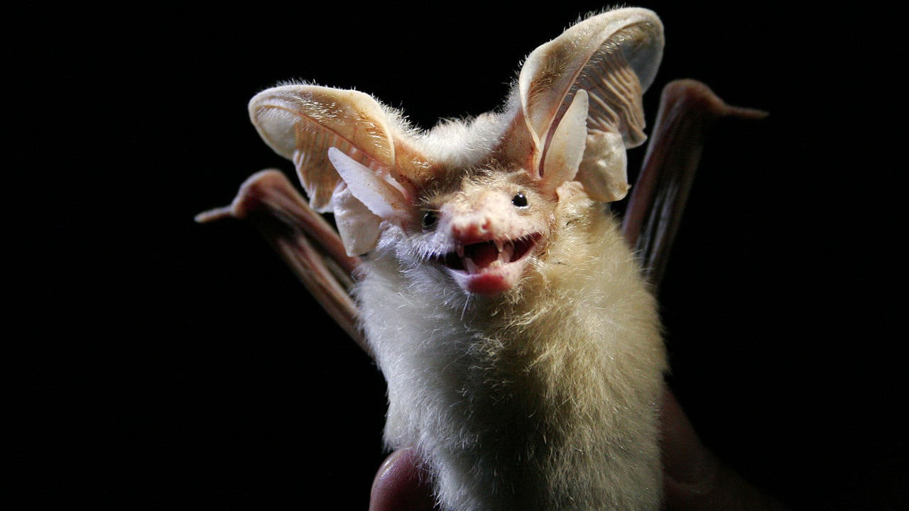 Deserts are home to over 150 bat species. Image credit: Wikimedai Commons/Charlotte Roemer
