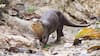 Analysing the Otters’ way of life: Why this mammal is facing an existential crisis in India