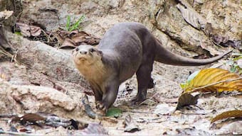 102 countries vote in CITES to ban trade of otters, place them on endangered list
